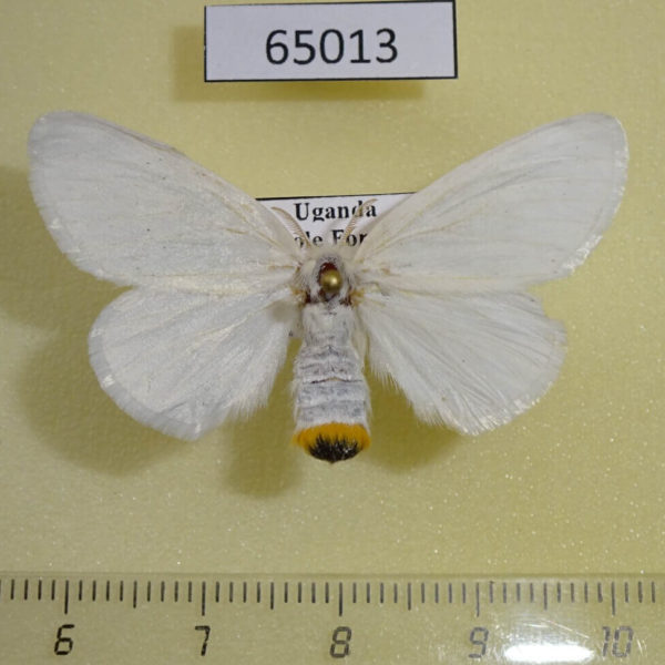 Lymantridae Euproctis sp. rubricosta f Uganda