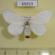 65013p Lymantridae Euproctis sp. rubricosta f Uganda $9