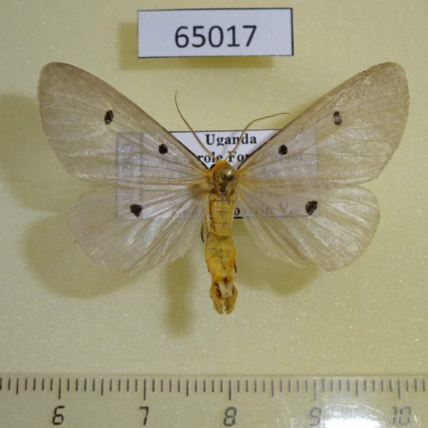 Noctuidae Soloe fumipennis Uganda