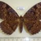 65019p Noctuidae Erebus walkeri f Uganda $18