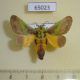 65023p Limacodidae Stroter capillatus Uganda $12