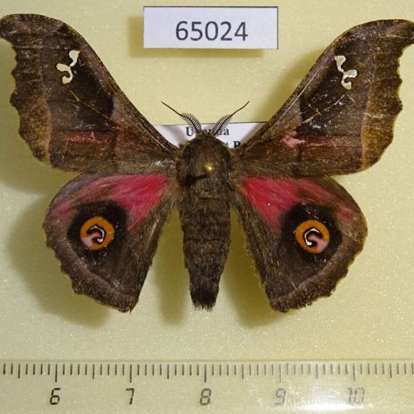 Saturniidae Ludia orinoptena leonardo Uganda