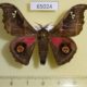 65024p Saturniidae Ludia orinoptena leonardo Uganda $12