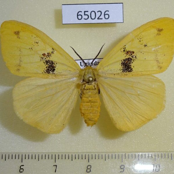 Lymantridae sp. f Uganda