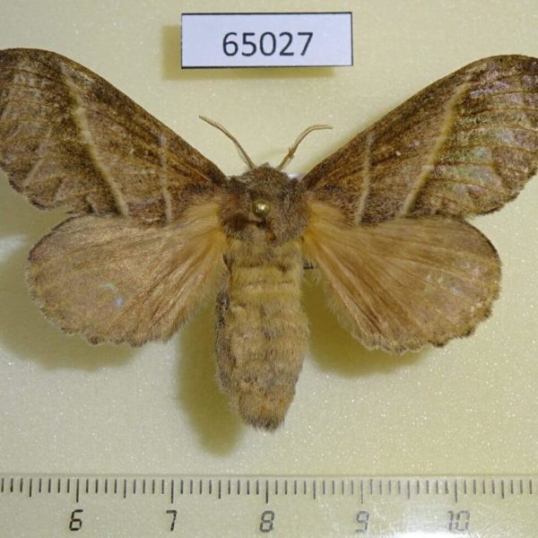 Lasiocampidae Bombycopsis metallicus f Uganda