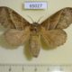 65027p Lasiocampidae Bombycopsis metallicus f Uganda $18