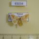 65034p Limacodidae Quasinarosa fulgens Thailand $10