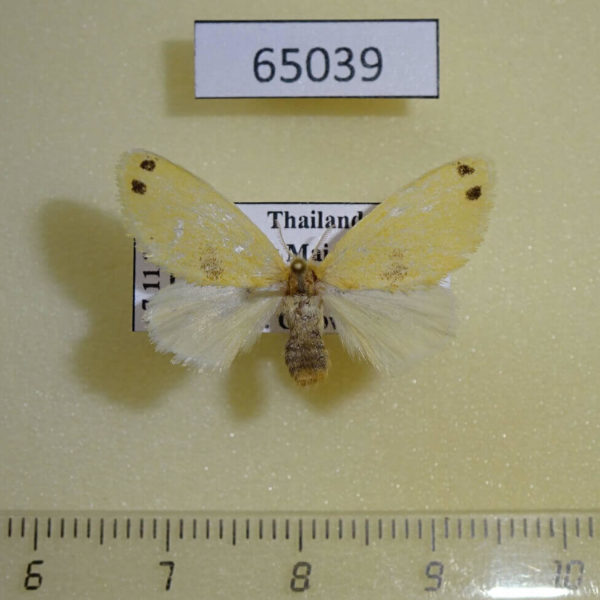Lymantridae Artaxa digramma f Thailand