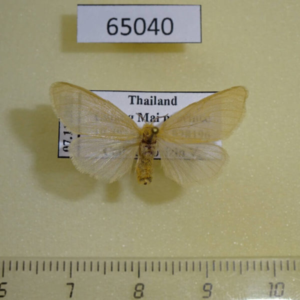 Lymantridae Aroa sp. ochripicta f Thailand