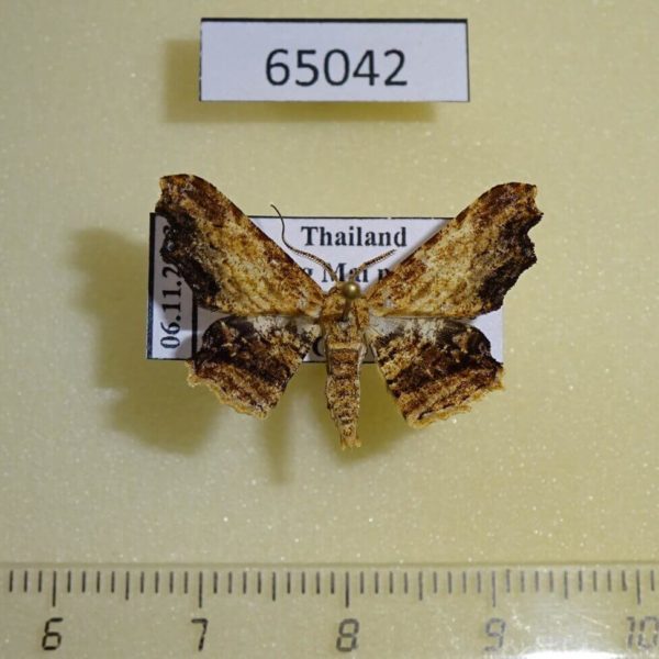 Geometridae Zanclomenophra subusta Thailand