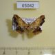 65042p Geometridae Zanclomenophra subusta Thailand $5