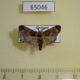 65046p Pyralidae Sacada constrictalis Thailand $5