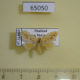 65050p Limacodidae Quasinarosa fulgens Thailand $5