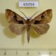 65056p Noctuidae Anoba atriplaga Uganda $6