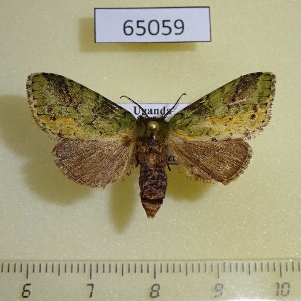 Notodontiidae Boscawenia jaspidea f Uganda