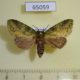 65059p Notodontiidae Boscawenia jaspidea f Uganda $6