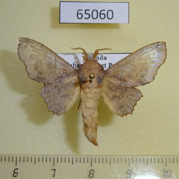 Lasiocampidae Gelo joannoui Uganda