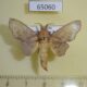 65060p Lasiocampidae Gelo joannoui Uganda $12