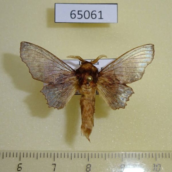 Lasiocampidae Gelo joannoui Uganda