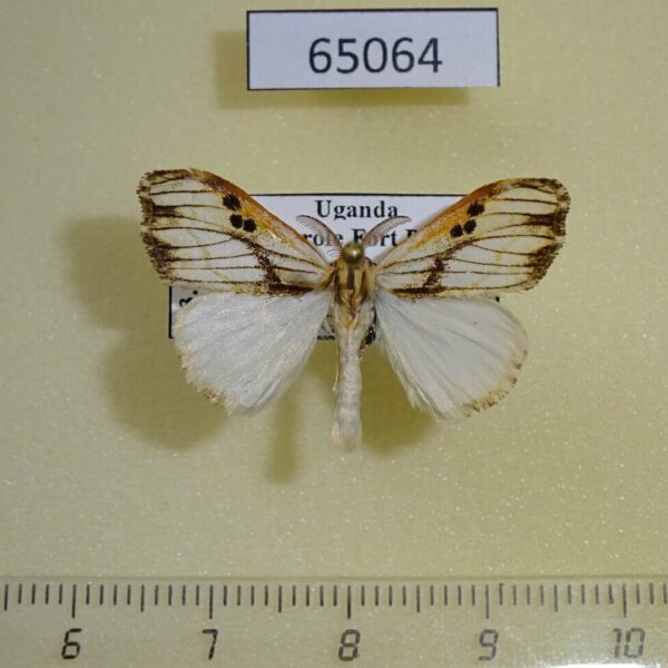 Lymantridae Jacksoniana striata Uganda