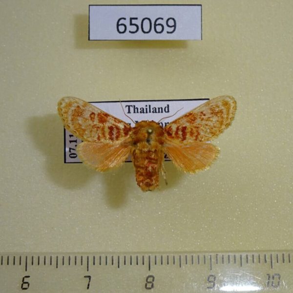 Limacodidae Demonarosa rufotessellata f Thailand