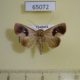 65072p Noctuidae Miaromima cornucopia Thailand $9