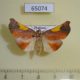 65074p Pyralidae Orybina flaviplaga Thailand $7