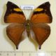 65086p Nymphalidae Doleschallia bisaltide siamensis Thailand $12
