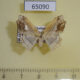 65090p Drepanidae Leucobrepsis excisa Thailand $7