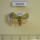 65095p Limacodidae Parasa albipuncta Thailand $8
