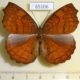 65106p Nymphalidae Ariadne specularia arca Thailand $6