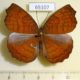 65107p Nymphalidae Ariadne specularia arca Thailand $5