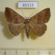 65113p Noctuidae Blasticorhinus sp. Thailand $6