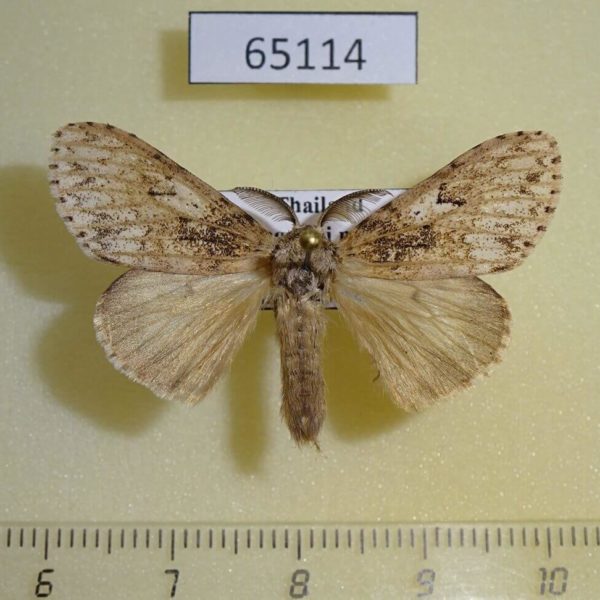 Lymantridae Lymantria sp. gaborronkayi Thailand