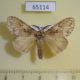 65114p Lymantridae Lymantria sp. gaborronkayi Thailand $7