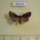 65119p Noctuidae Elusa ceneusalis f Thailand $8