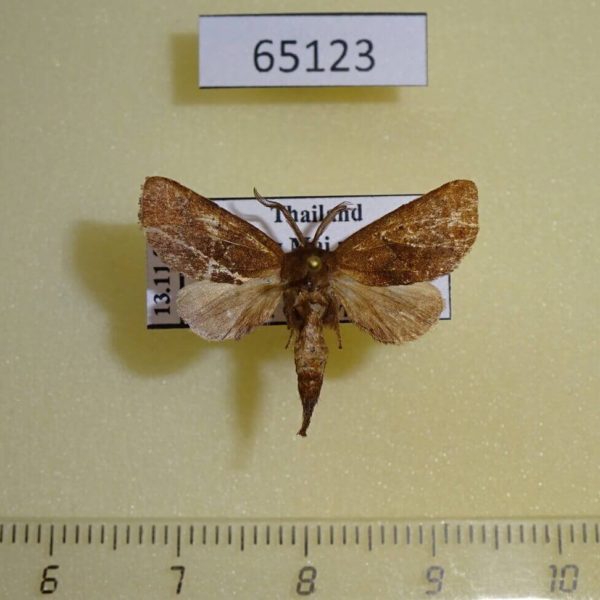Notodontiidae Micromelalopha sp. Thailand