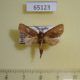 65123p Notodontiidae Micromelalopha sp. Thailand $4
