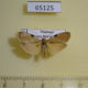 65125p Arctiidae Macotasa nubeculoides Thailand $8