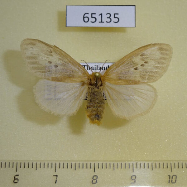 Lymantridae Pantana sp. ochripalpis f Thailand