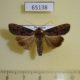 65138p Noctuidae Sasunaga interrupta Thailand $7