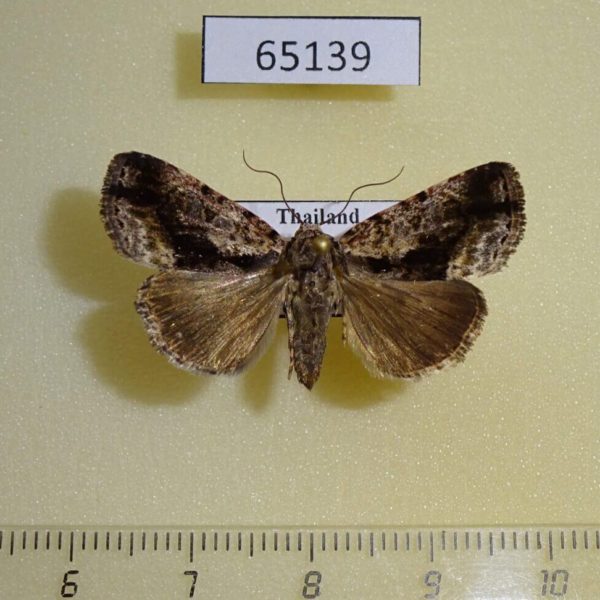 Noctuidae Iambia transversa f Thailand