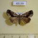 65139p Noctuidae Iambia transversa f Thailand $12
