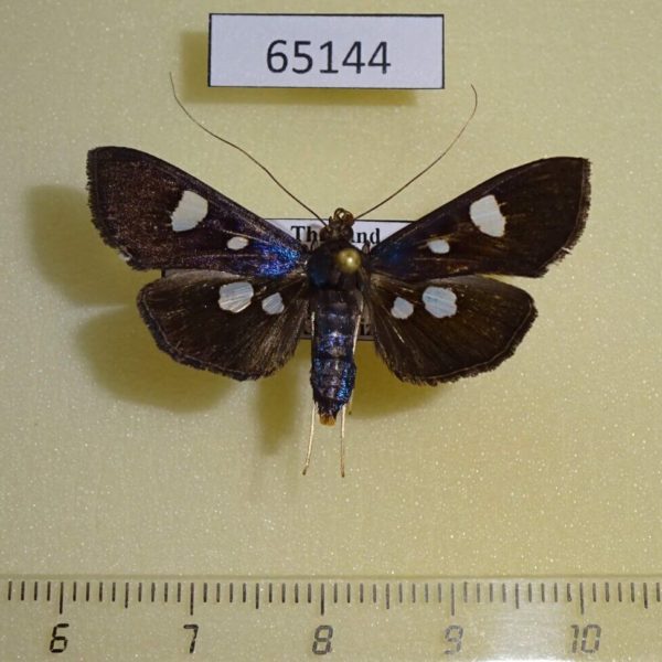 Crambidae Rhagoba octomaculalis Thailand