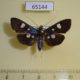 65144p Crambidae Rhagoba octomaculalis Thailand $6