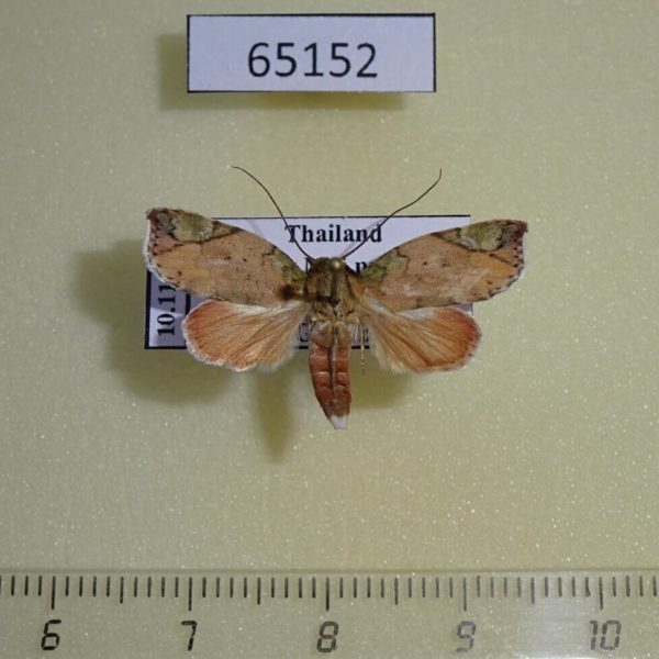 Noctuidae Erizada lichenaria f Thailand