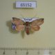 65152p Noctuidae Erizada lichenaria f Thailand $12