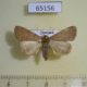 65156p Noctuidae Simplicia cornicalis Thailand $8
