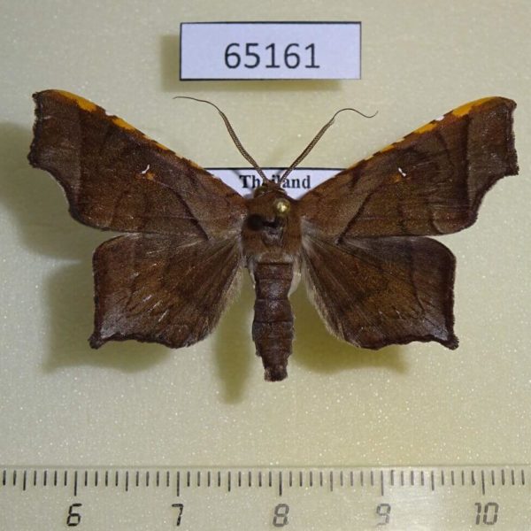Noctuidae Episparis costistriga Thailand