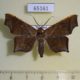 65161p Noctuidae Episparis costistriga Thailand $7